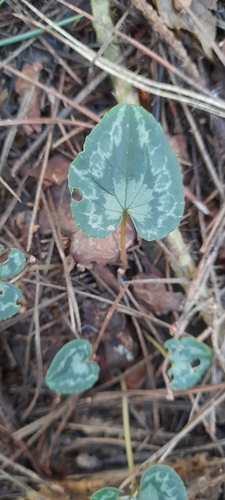 Ivy-leaved cyclamen