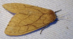 Monstruncusarctia aurantiaca