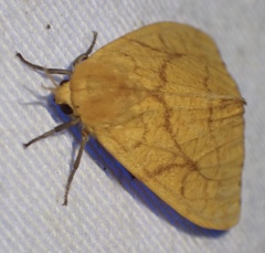 Monstruncusarctia aurantiaca