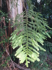 Araucaria cunninghamii