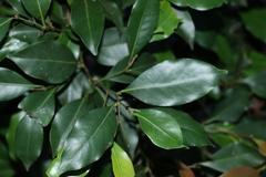 Casearia multinervosa