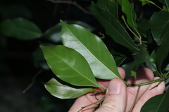 Casearia multinervosa