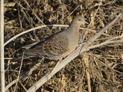 Streptopelia orientalis