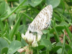 Leptotes lamasi