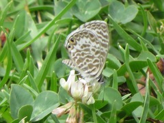 Leptotes lamasi