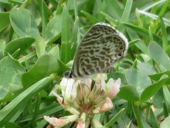 Leptotes lamasi
