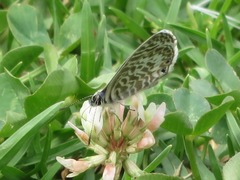 Leptotes lamasi