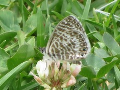 Leptotes lamasi