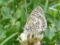 Leptotes lamasi