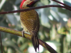 Colaptes atricollis