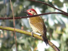 Colaptes atricollis