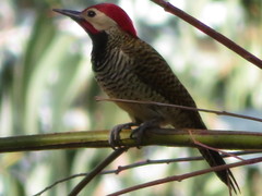 Colaptes atricollis