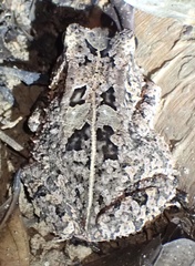 Sclerophrys togoensis
