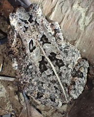 Sclerophrys togoensis