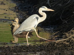 Ardea cinerea