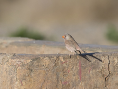 Bucanetes githagineus zedlitzi