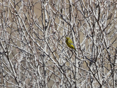Chloris chloris voousi