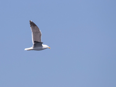 Larus fuscus