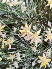 Genista umbellata