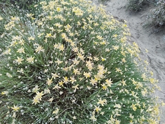 Genista umbellata