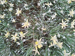 Genista umbellata