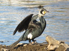 Phalacrocorax carbo hanedae