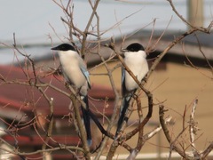 Cyanopica cyanus