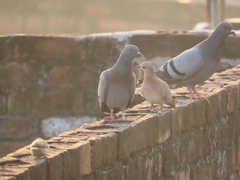 Streptopelia senegalensis