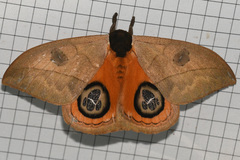 Automeris liberia