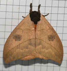 Automeris liberia