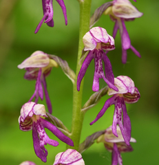 Orchis × spuria
