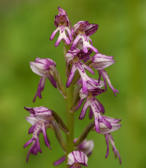 Orchis × spuria