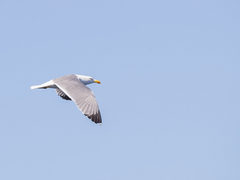 Larus michahellis michahellis