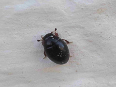 Megasternum concinnum