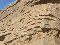 Falco tinnunculus tinnunculus