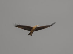 Milvus migrans migrans