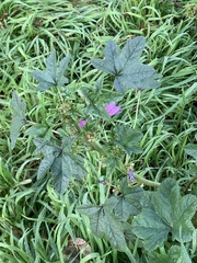 Malva sylvestris