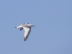 Rissa tridactyla tridactyla