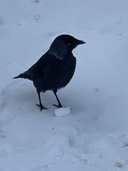 Corvus monedula