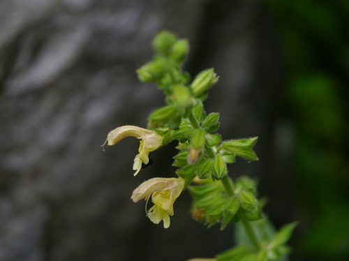 Salvia nubicola, photograph 4