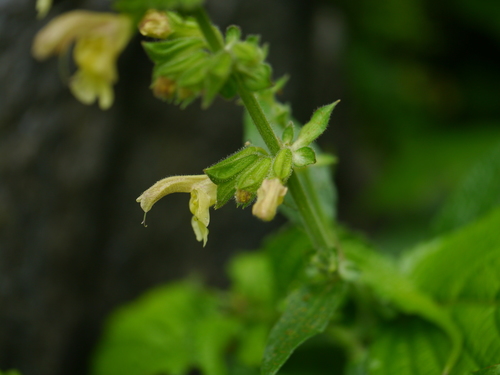 Salvia nubicola, photograph 5