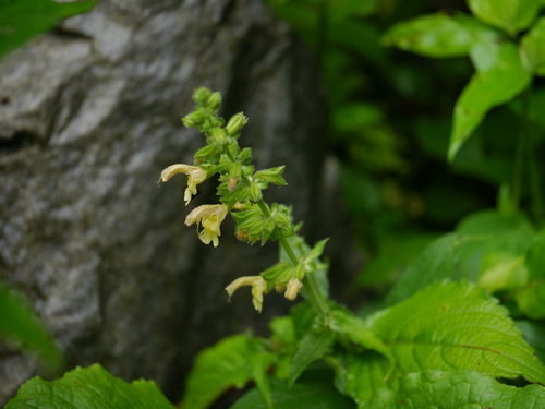 Salvia nubicola, photograph 6