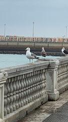 Larus michahellis