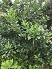 Citharexylum caudatum