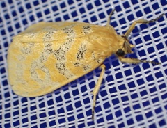 Euproctoides