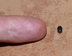 Onthophagus