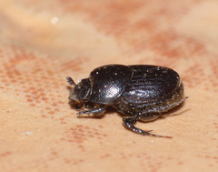 Onthophagus