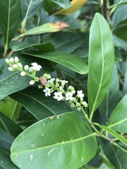 Citharexylum caudatum