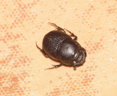Onthophagus
