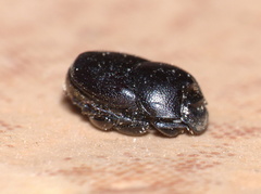Onthophagus